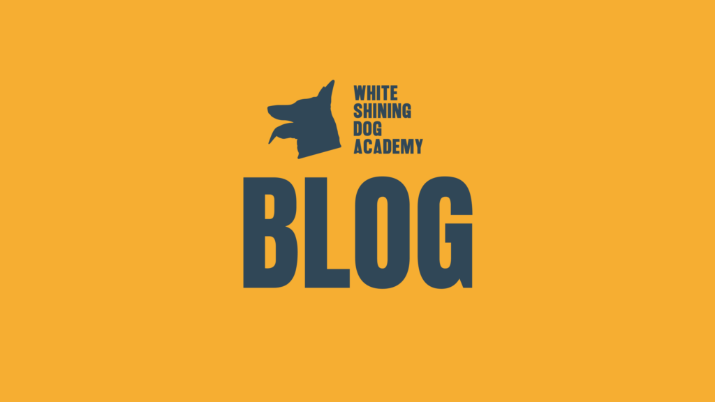 Cinoblog: il blog di whiteshiningdogacademy