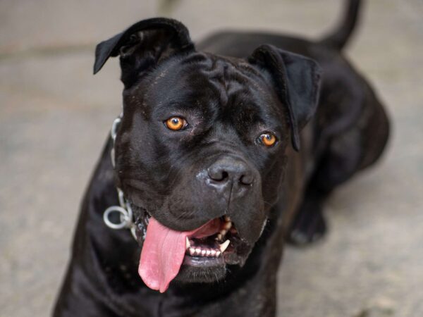 Voglio un cane!!! Ma ne sei proprio sicuro???