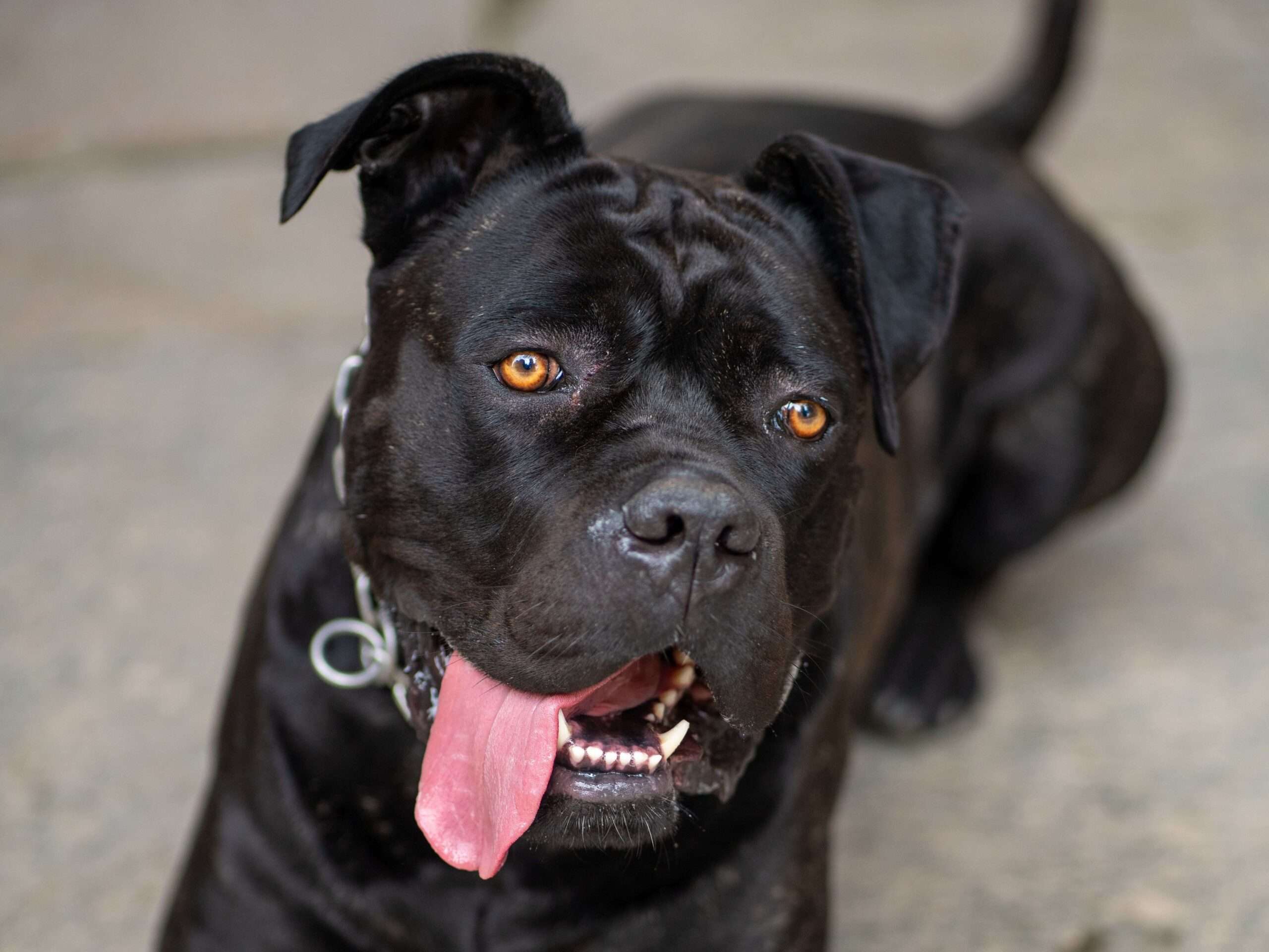 Voglio un cane!!! Ma ne sei proprio sicuro???