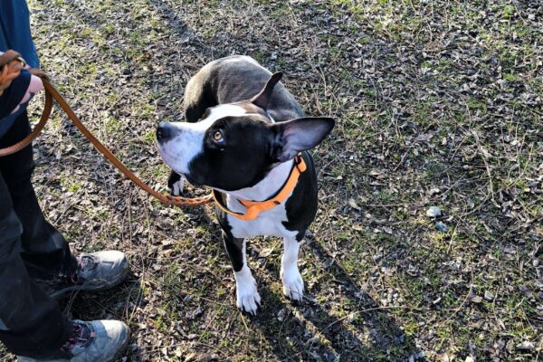 Cane senza pedigree? Facciamo un po’ di chiarezza