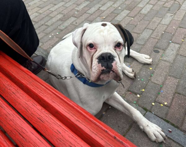 Ottenere il pedigree, come si fa?