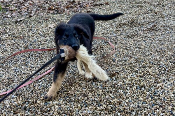Voglio un cane! Sì ma quale?