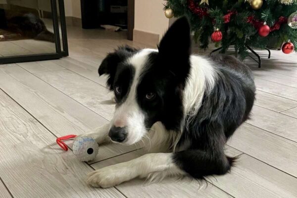 Arriva il cucciolo! Cosa mi serve?